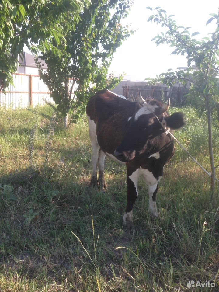 Корова первотелка купить на Зозу.ру - фотография № 2