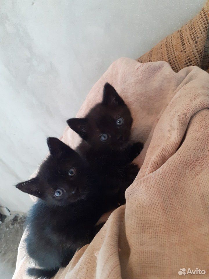 2 котенка купить на Зозу.ру - фотография № 1