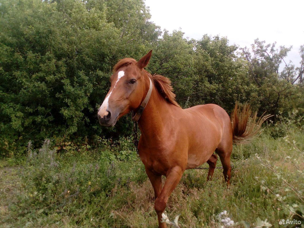 Лошадь 2015 года купить на Зозу.ру - фотография № 2