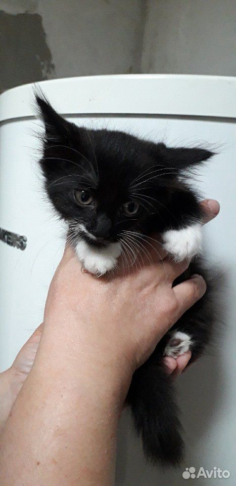 Котята рождены 9 мая купить на Зозу.ру - фотография № 4