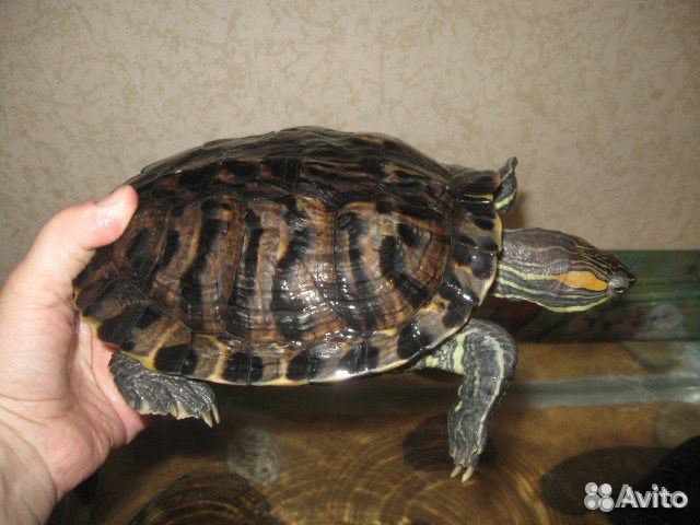 Черепаха купить на Зозу.ру - фотография № 1