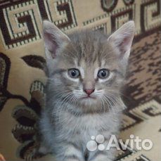 Котята от вислоухой кошки купить на Зозу.ру - фотография № 1