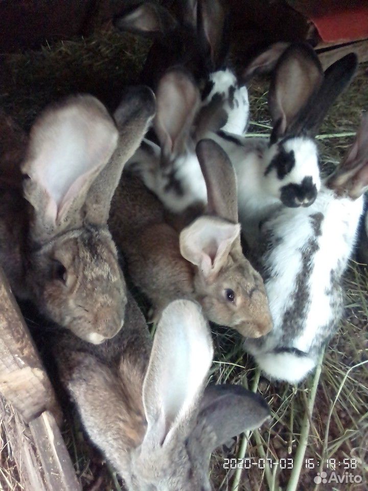 Кролики крупных пород купить на Зозу.ру - фотография № 1