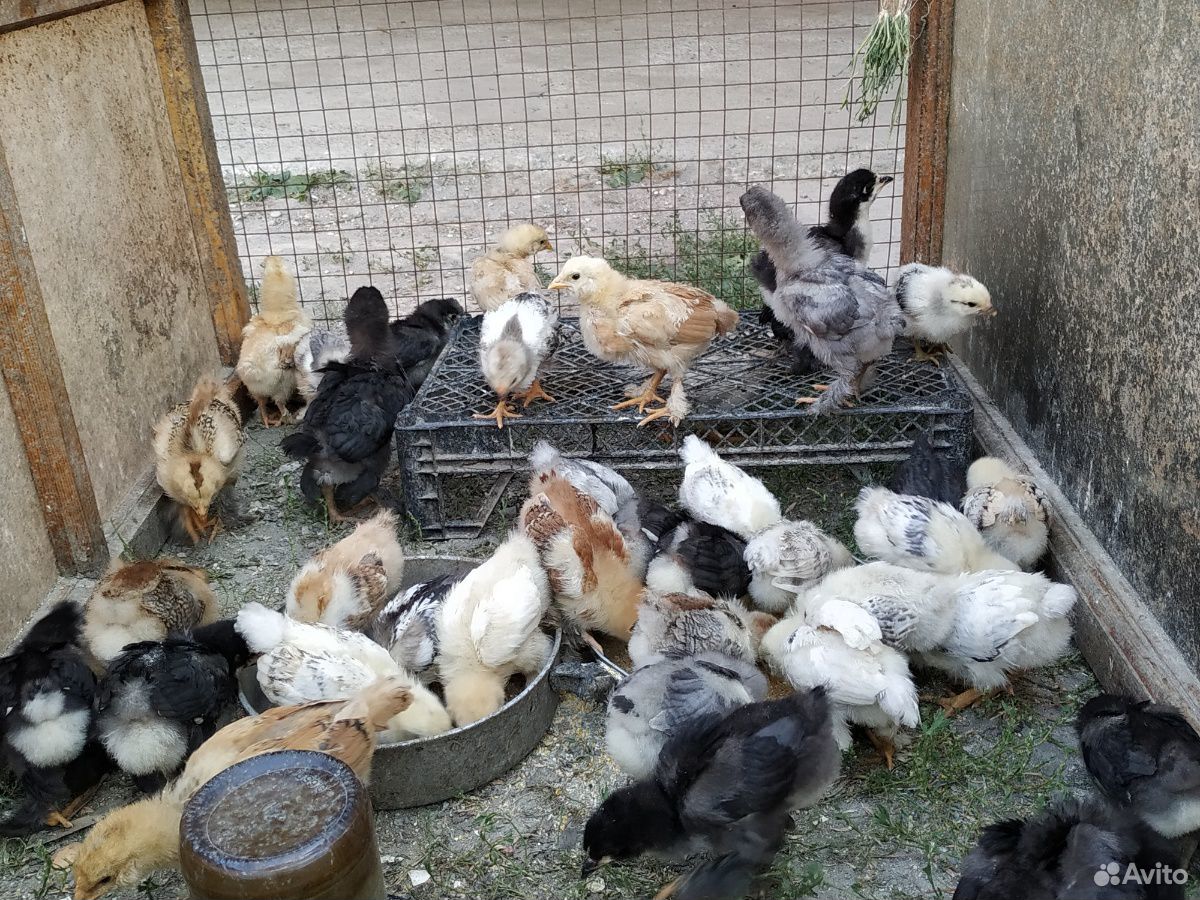 Цыплята, куры купить на Зозу.ру - фотография № 3
