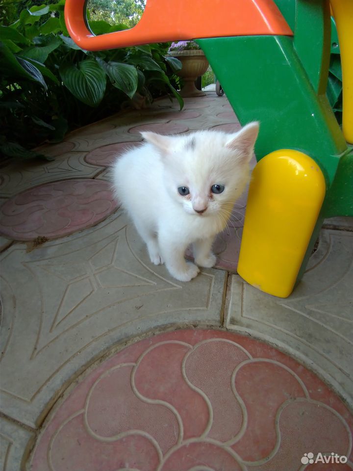 Белые котята, котик, котенок купить на Зозу.ру - фотография № 2