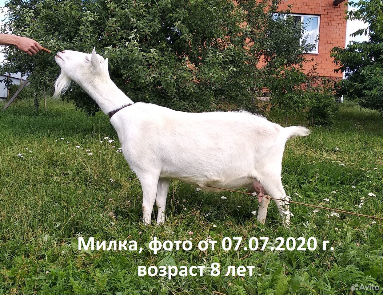 Зааненская коза, дойная и козочка купить на Зозу.ру - фотография № 1