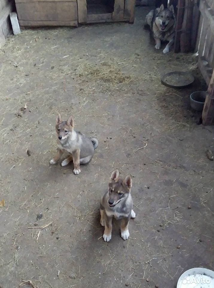 Двухмесячные щенки от Западно-Сибирской Лайки купить на Зозу.ру - фотография № 1