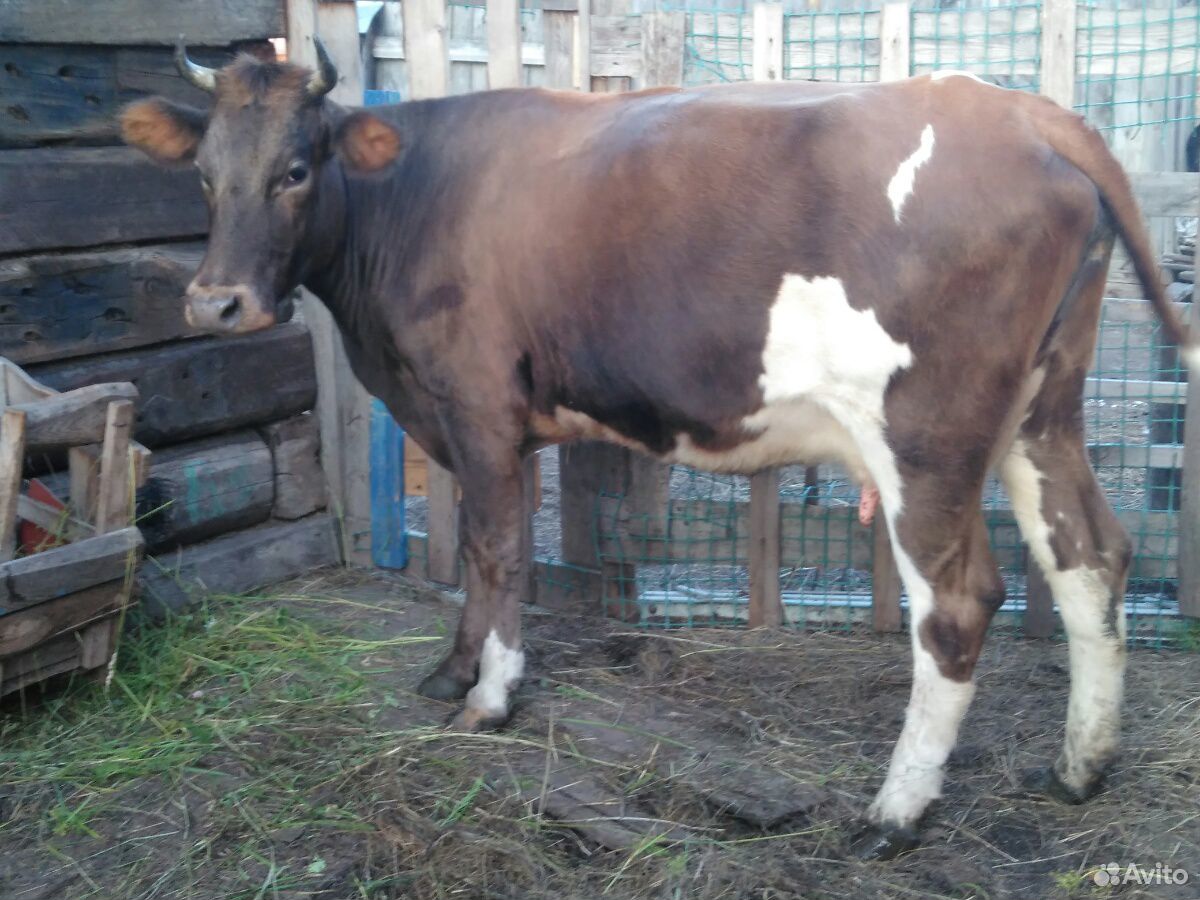 Корова молочной породы купить на Зозу.ру - фотография № 1