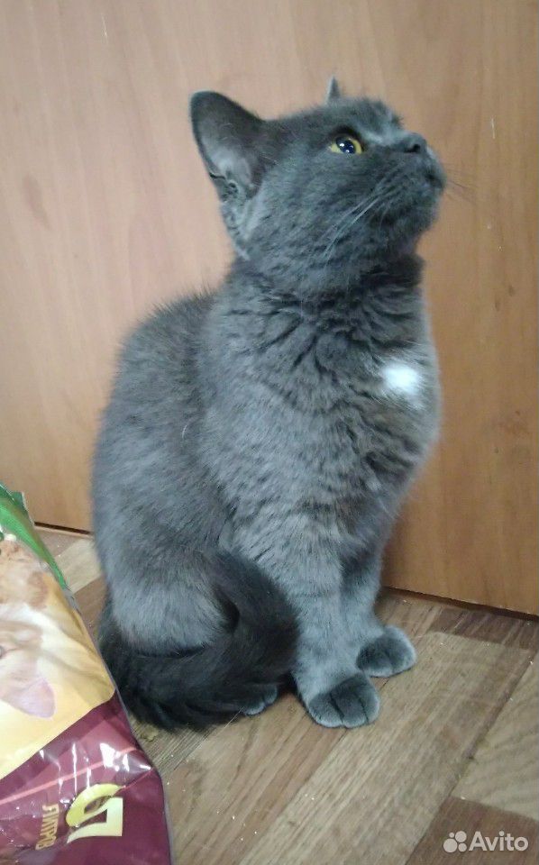 Шикарные кошки в добрые руки купить на Зозу.ру - фотография № 3