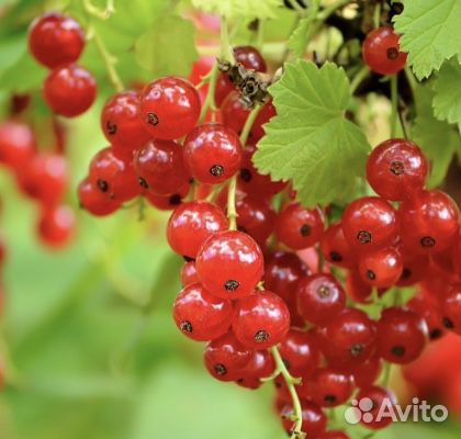 Продаём ягоды смородины красной и чёрной купить на Зозу.ру - фотография № 1