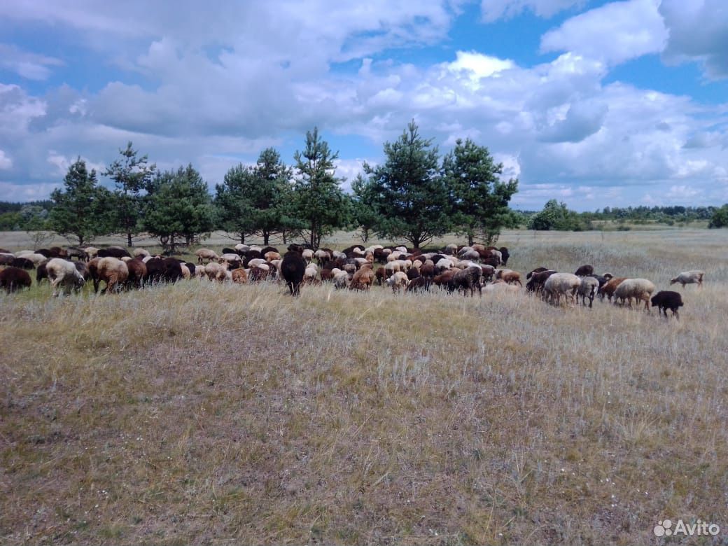 Стадо овец купить на Зозу.ру - фотография № 2