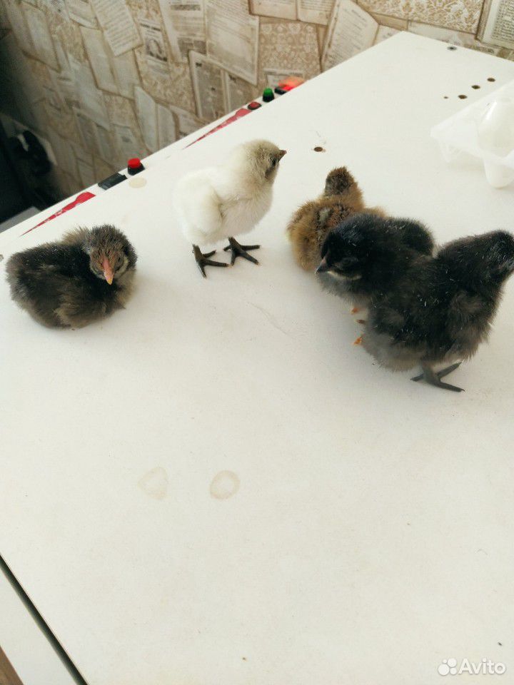 Суточные цыплята купить на Зозу.ру - фотография № 3