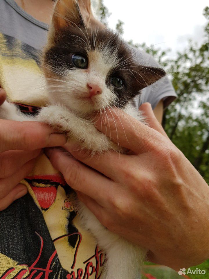 Котёнок девочка купить на Зозу.ру - фотография № 2