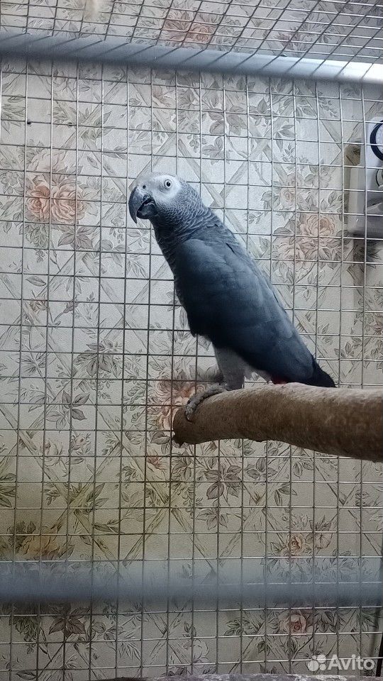 Серый попугай купить на Зозу.ру - фотография № 1
