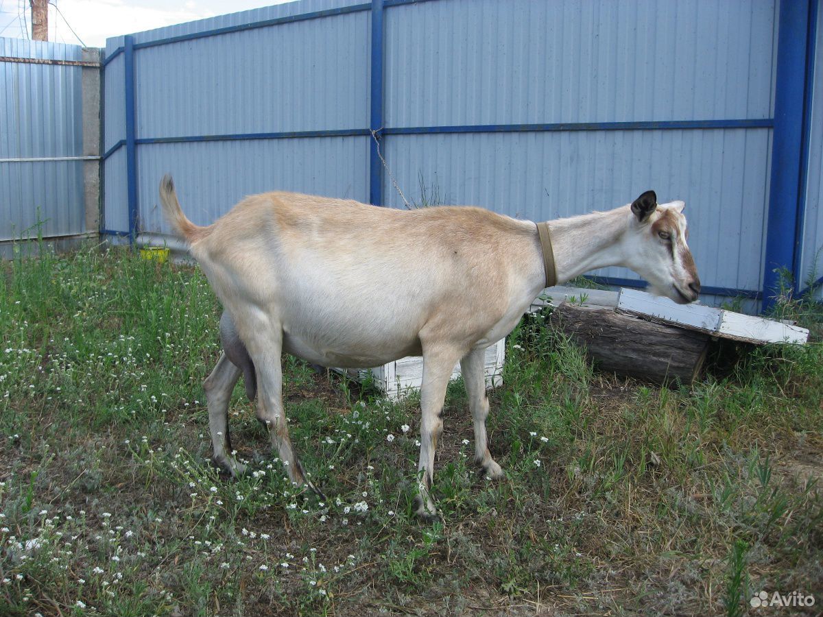 Перспективная коза(дойная) купить на Зозу.ру - фотография № 1