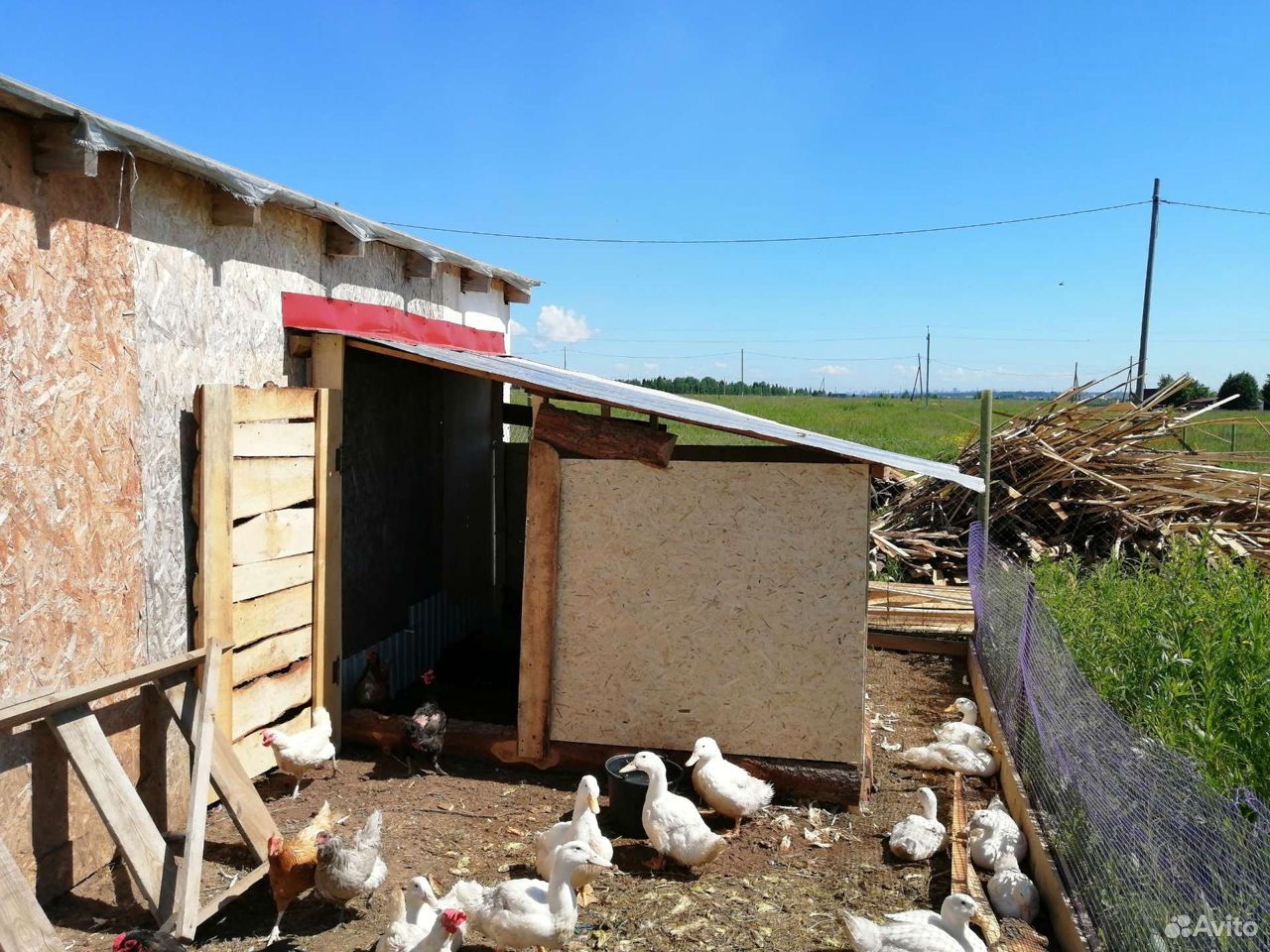 Мясо утки купить на Зозу.ру - фотография № 4