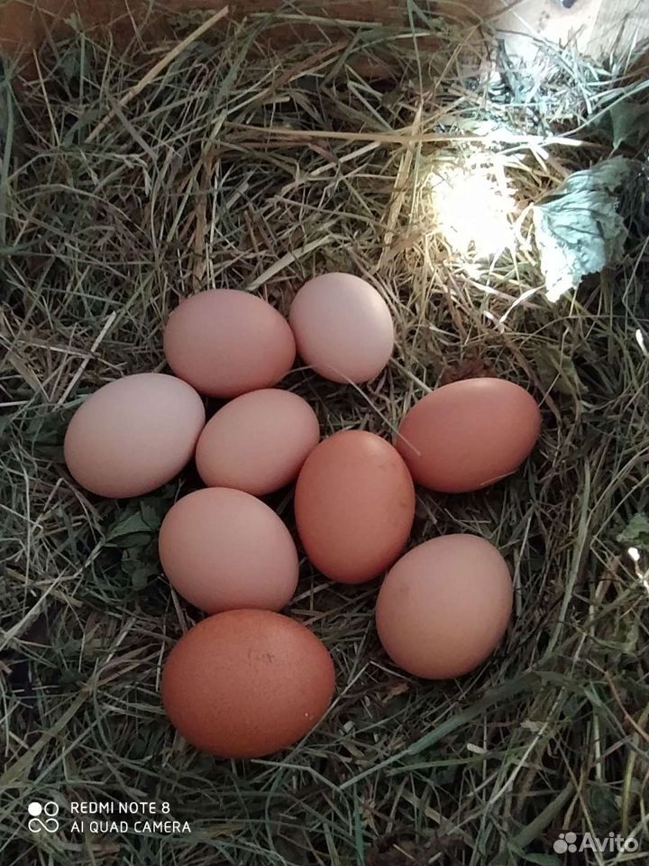Куриное яйцо купить на Зозу.ру - фотография № 1