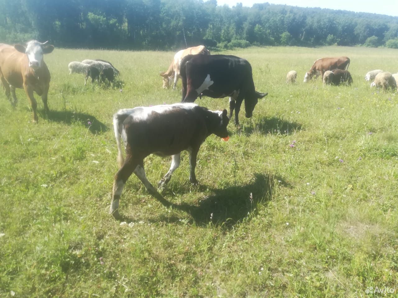 2 коровы и телята купить на Зозу.ру - фотография № 3