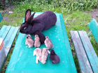 Крольчихи и крольчата объявление продам
