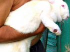 Продаются кролики великаны в Белгороде объявление продам
