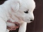 Продам щенков западно-сибирской лайки объявление продам