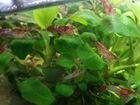Креветки, аквариумные растения объявление продам