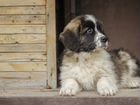 Щенята московской старажевой собаки объявление продам