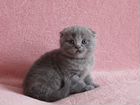 Вислоухий плюшевый котик голубого окраса объявление продам