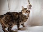 Кошка Рыся в добрые руки бесплатно объявление продам