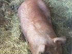 Свинка породы дюрок объявление продам