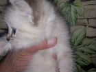 Котёнок сиамский объявление продам