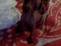 Авито Владикавказ Собаки Продажа