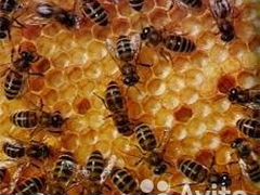 Пчёлы продаются