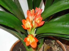 Кливия Clivia комнатный цветок