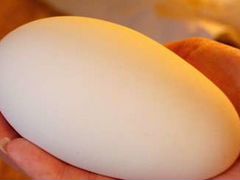 Продаются гусиные яйца для инкубатора