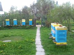Пчелопакеты,пчелосемьи подмосковье