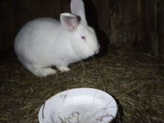Кролики белый панон