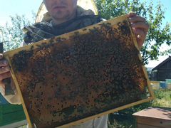 Пчелопакеты. Семьи пчел