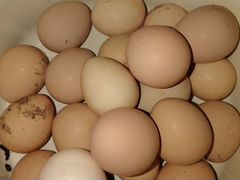 Продаётся яйцо инкубационное
