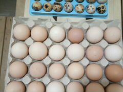 Инкубационное яйцо перепелов и кур