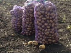 Картофель оптом от производителя; Урожай 2019