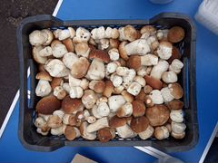 Сбор грибов на заказ: белые и подосиновики