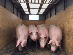 Реализуем свиней живым весом оптом от100-150кг
