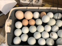 Легбар яйцо на инкубацию