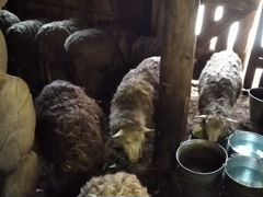 Молодые овцы на разведение