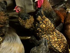 Яйцо инкубационное и цыплята