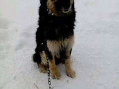 Собака Сашенька, годовалая, умница