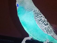 Говорящий попугай Кеша