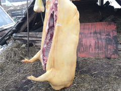 Продам Мясо Свинина Выкормленная в домашних услови