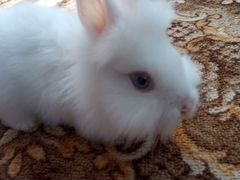 Декоративный кролик, чистый белый мех, мальчик